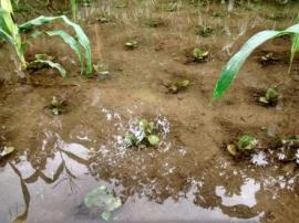  Hujan Semalam Membuat Petani Tembakau Gigit Jari