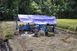 Petani Giritirto Panen Padi