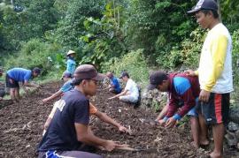 Penanaman Bawang Merah Varietas Thailand 