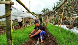 Kelompok Tani Tunas Muda Ploso ; Tanam Lokananta