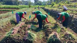 Konco Tani Panen Bawang Merah