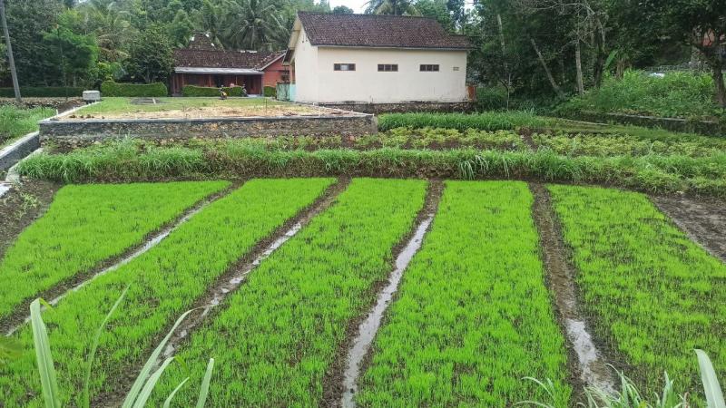 Pemakaian Istilah Istilah Dalam Budidaya Tanaman Padi